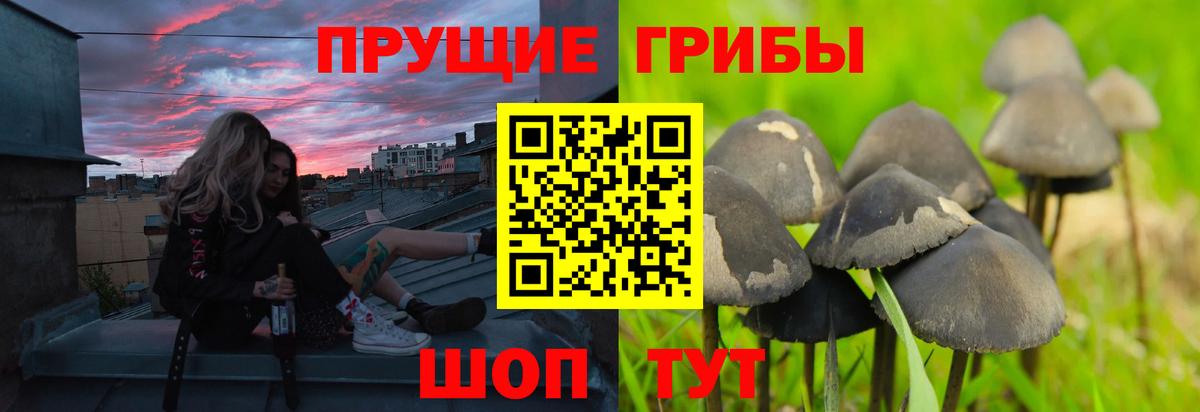 Псилоцибиновые грибы Psilocybe Когалым